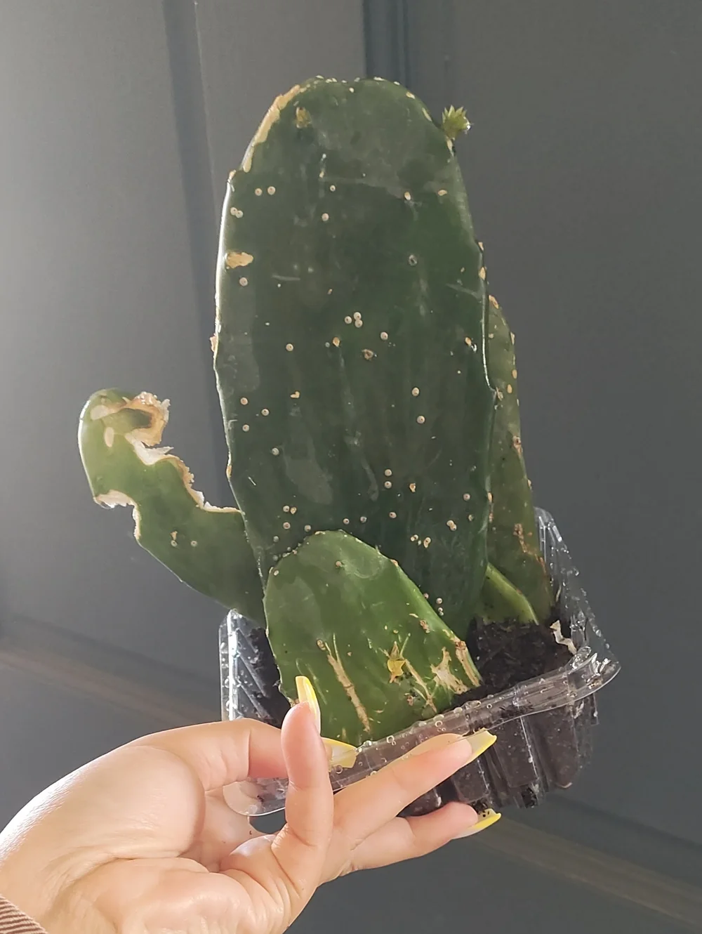 🌵 Cactus Bundle - Live Plant